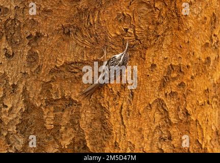 Berlin, Germany. 02nd Nov, 2022. 02.11.2022, Berlin. A garden tree climber (Certhia brachydactyla) sits on the trunk of a tree in the light of the low autumn sun in the Botanical Garden on a November day. The climbers almost always walk up and in circles around the trunk as they search for food on the bark and bark of the trees. Credit: Wolfram Steinberg/dpa Credit: Wolfram Steinberg/dpa/Alamy Live News Stock Photo