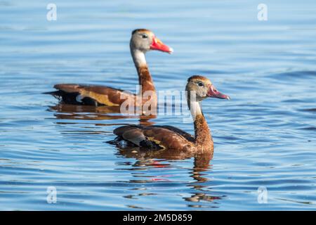 Black-bellied Whistling Duck at Orlando Wetlands Park (Chr…