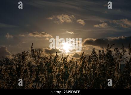 Potsdam, Germany. 27th Dec, 2022. The reeds glow in the backlight of the setting winter sun on the shore of the Neustadt Havel Bay. Credit: Soeren Stache/dpa/ZB/dpa/Alamy Live News Stock Photo