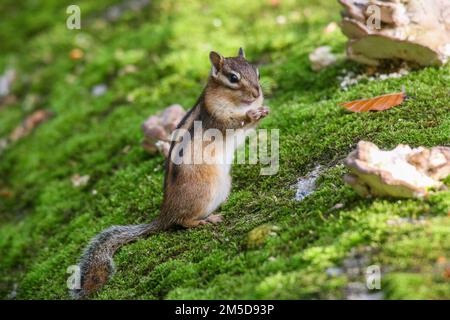 A closeup shot of a curious Siberian chipmunk with a furry tail standing on green grass Stock Photo