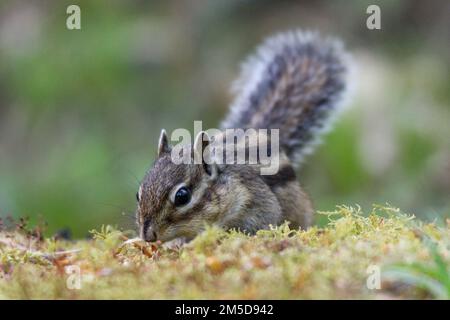 A closeup shot of a cute Siberian chipmunk sniffing something in the search of food Stock Photo
