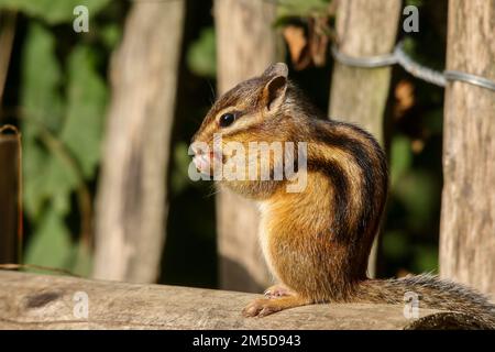 A closeup shot of a cute Siberian chipmunk with black stripes on the brown fur eating a berry Stock Photo
