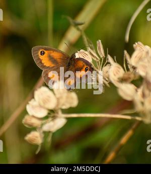 Gatekeeper feeding on nectar, Cornwall, UK Stock Photo