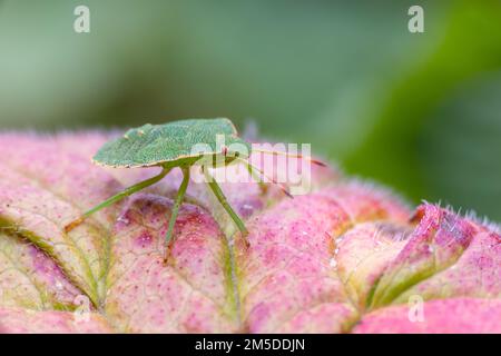 Green Shieldbug (Palomena prasina), resting on leaf of Wood Cranesbill (Geranium sylvaticum), in garden, West Midlands, August. Stock Photo