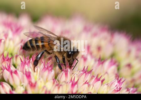 Honey Bee (Apis mellifera), worker feeding on nectar of flowering Sedum plant in garden, West Midlands, England, September.