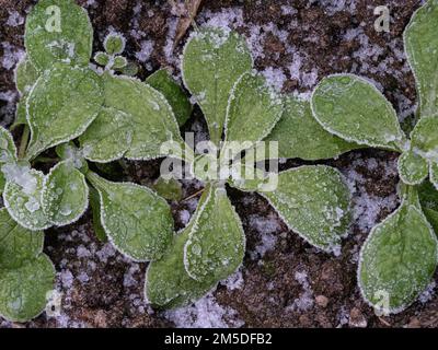 Young seedlings of corn salad or lambs lettuces covered in ice crystals after a hard frost. Stock Photo