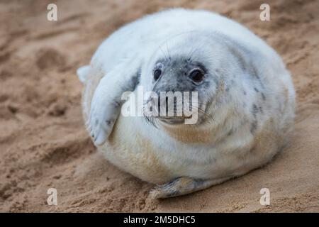 Baby Atlantic Grey seal pup at Waxham Beach in Norfolk, UK Stock Photo