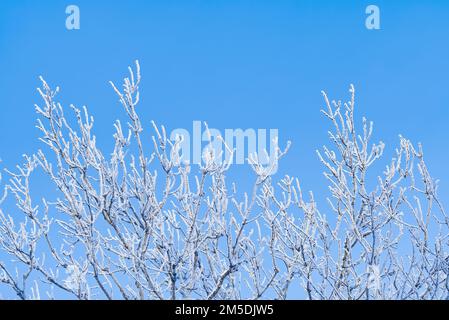 Tree branches covered with white frost against a blue sky. Stock Photo