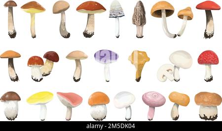 Edible mushrooms set on white background. Colorful caps. Stock Vector