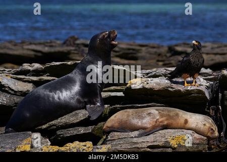 Striated Caracara (Phalcoboenus australis) close to a group of Southern Sea Lion (Otaria flavescens) on the coast of carcass Island in the Falklands Stock Photo