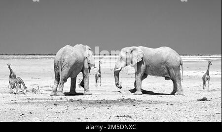 Panorama of Etosha National Park with Elephants and Giraffes in black & white