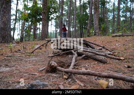 a pile of twigs on the forest floor. Branches pile for campfire in the woods. Stock Photo