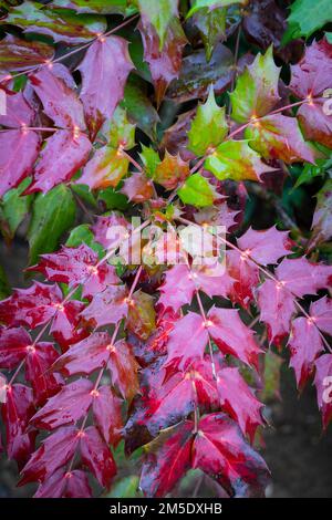 Different shades of holly leaves at Anglesey Abbey in Cambridgeshire Stock Photo