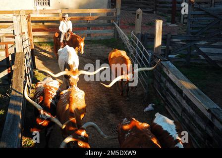 A cowgirl on horseback steers the longhorn bulls into their pen on a ranch in Texas Stock Photo