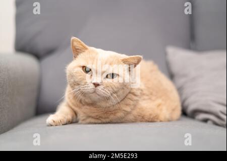 British shorthair cat of creme color is lying on the gray couch. Cute pet relaxation. Stock Photo