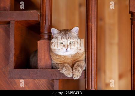 Cat on the stairs bottom view, the cat looks down from the evening, the striped cat climbed upstairs. Funny beautiful striped cat with big eyes hid on Stock Photo