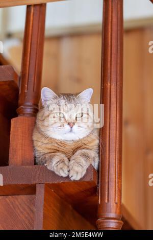 Cat on the stairs bottom view, the cat looks down from the evening, the striped cat climbed upstairs. Funny beautiful striped cat with big eyes hid on Stock Photo