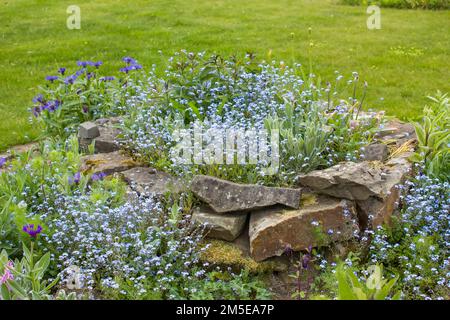flowers in the garden - forget-me-not flowers and cornflowers Stock Photo
