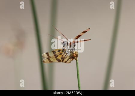 Halloween Pennant (Celithemis eponina) Myakka River State Park Florida USA Stock Photo