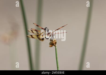 Halloween Pennant (Celithemis eponina) Myakka River State Park Florida USA Stock Photo