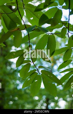 Green leaves of chestnut tree vertically for wallpaper castanea sativa Stock Photo