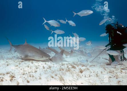 Divers interacting with a Tiger Shark (Galeocerdo cuvier) in Bimini, Bahamas Stock Photo