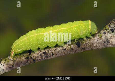 Green silver- lines moth caterpillar (Pseudoips prasinana) crawling on twig. Tipperary, Ireland Stock Photo