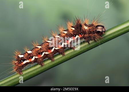 Knot Grass moth caterpillar (Acronicta rumicis) crawling on grass stem. Tipperary, Ireland Stock Photo