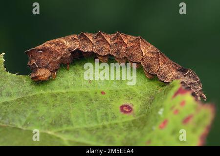 Peach Blossom moth caterpillar (Thyatira batis) feeding on bramble leaf. Tipperary, Ireland Stock Photo