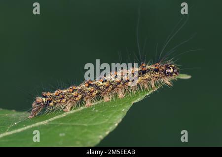 Red Necked Footman moth caterpillar (Atolmis rubricollis) on edge of leaf. Tipperary, Ireland Stock Photo