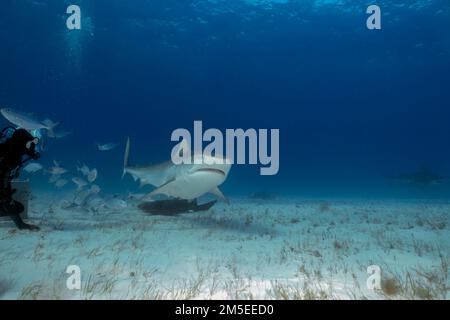 Divers interacting with a Tiger Shark (Galeocerdo cuvier) in Bimini, Bahamas Stock Photo