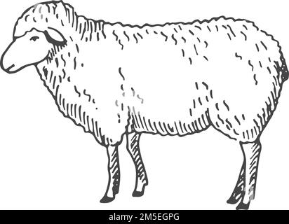 Big Horn Sheep Study http://www.denismayerjr.com | Realistic drawings, Sheep  drawing, Wildlife paintings