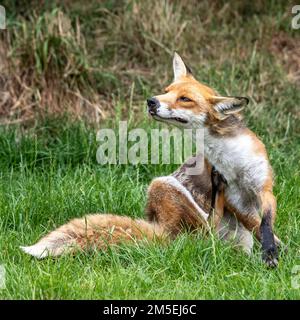 Fox having a scratch Stock Photo