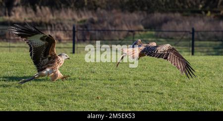 A pair of  Red Kites ( Milvus milvus )  in action . Swooping in for the kill, talons outstretched . Taken against a meadow  background ,Suffolk, Uk Stock Photo