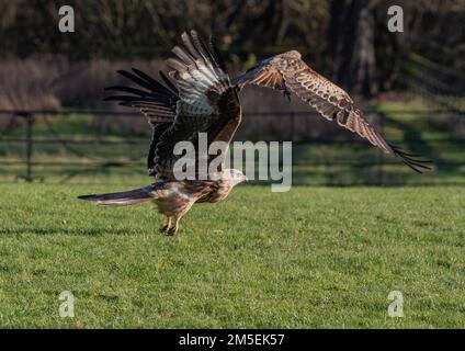 A pair of  Red Kites ( Milvus milvus )  in action . Swooping in for the kill, talons grabbing food . Taken against a meadow  background ,Suffolk, Uk Stock Photo