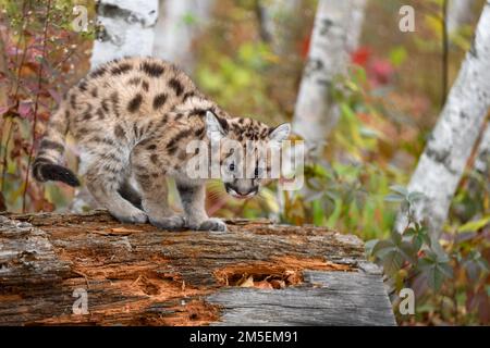 Cougar Kitten (Puma concolor) Licks Nose While Looking Off Side of Log Autumn - captive animal Stock Photo