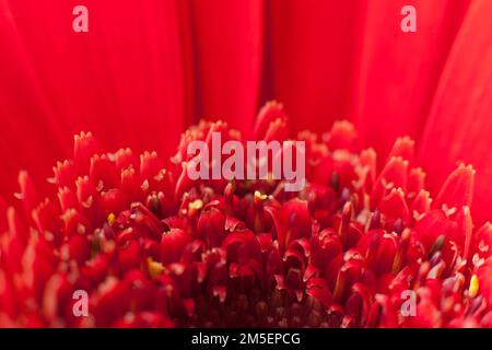 Close up shot of Gerbera daisy flower inside details. macro red gerbera flower Stock Photo