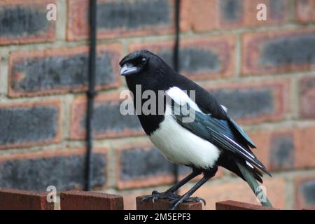 A closeup of a common magpie (Pica pica) on a wooden fence against blurred wall Stock Photo