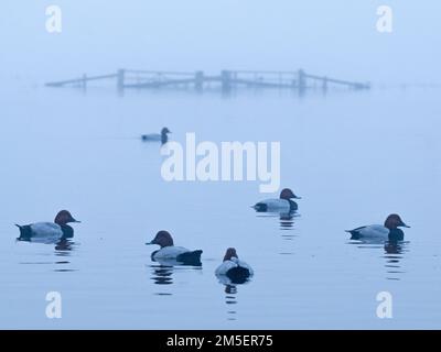 Group of Common Pochard (Aythya ferina) on still water in front of flooded gates in misty conditions, Welney, Ouse Washes, Norfolk, England Stock Photo