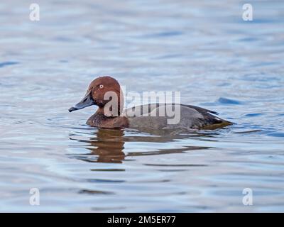 Male Aythya diving duck hybird - a cross between a Common Pochard and a Ferruginous Duck, Ouse Washes, Norfolk, England Stock Photo