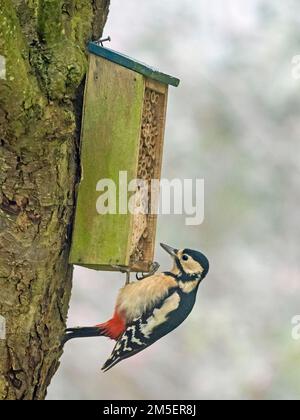 Female Great Spotted Woodpecker (Dendrocopos major) feeding at a bug hotel in garden, Cambridgeshire England Stock Photo