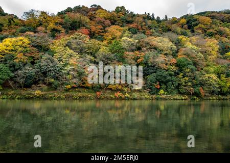 Arashiyama, Kyoto, Japan - trees in Autumn Stock Photo