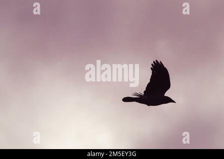 Low angle view of bird flying against sky during sunset Stock Photo