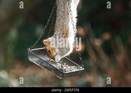 Gray squirrel raiding bird feeder Stock Photo