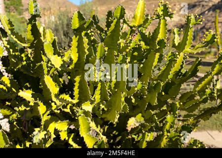 Colorful Euphorbia Lactea cactus plant in Almeria, Spain Stock Photo