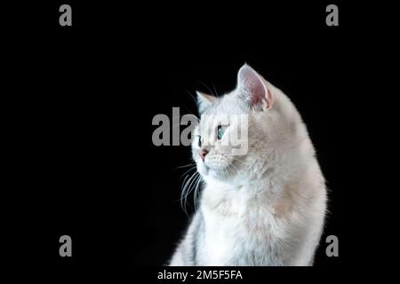 Portrait of a white cat, chinchilla color, with adorable gray eyes on an isolated black background Stock Photo