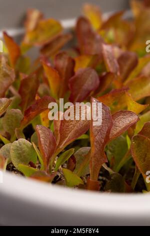 young small brown sallads leaves  Stock Photo