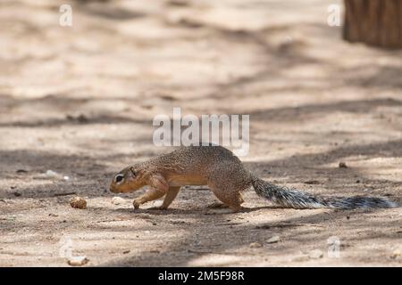 Unstriped ground squirrel (Xerus rutilus), Selenkay conservancy, Amboseli, Kenya Stock Photo