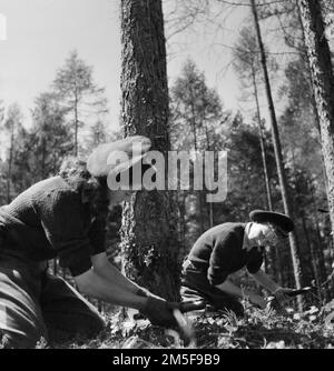 Land Girls use a double saw to cut down a tree as part of their training at the Womens Land Army camp in Culford. Stock Photo