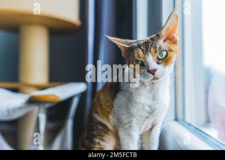 A Devon rex cat sitting next to a window and watching carefully. Blurred background. Pet concept. Medium shot. High quality photo Stock Photo